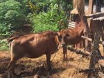 Kết quả nhân rộng mô hình “chăn nuôi bò cái sinh sản” theo Đề án 61 của Hội Nông dân xã Ia Hrú 